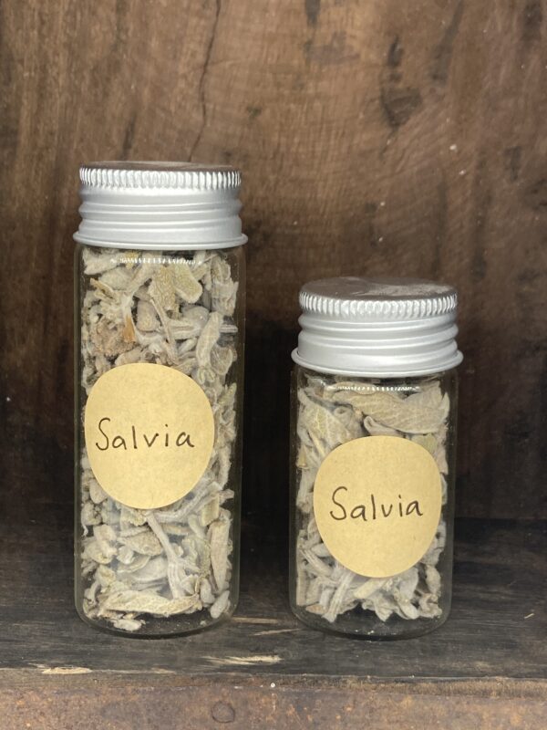 Salvia